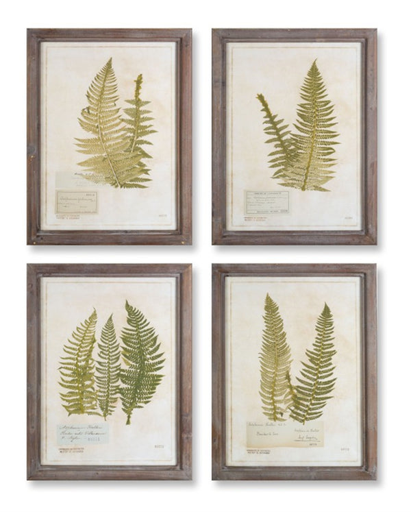 Framed Fern Print Wall Art Set