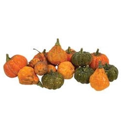 16/Pkg, Colorguard Pumpkins & Gourds