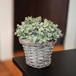 Gray Willow Basket